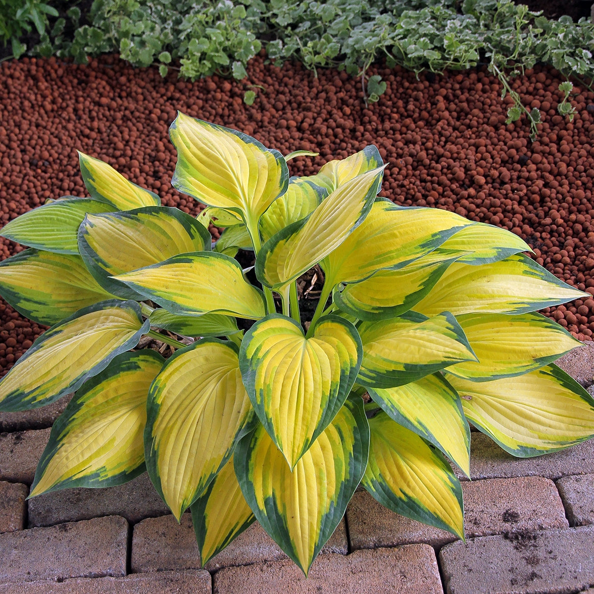 Orange Marmalade Hosta